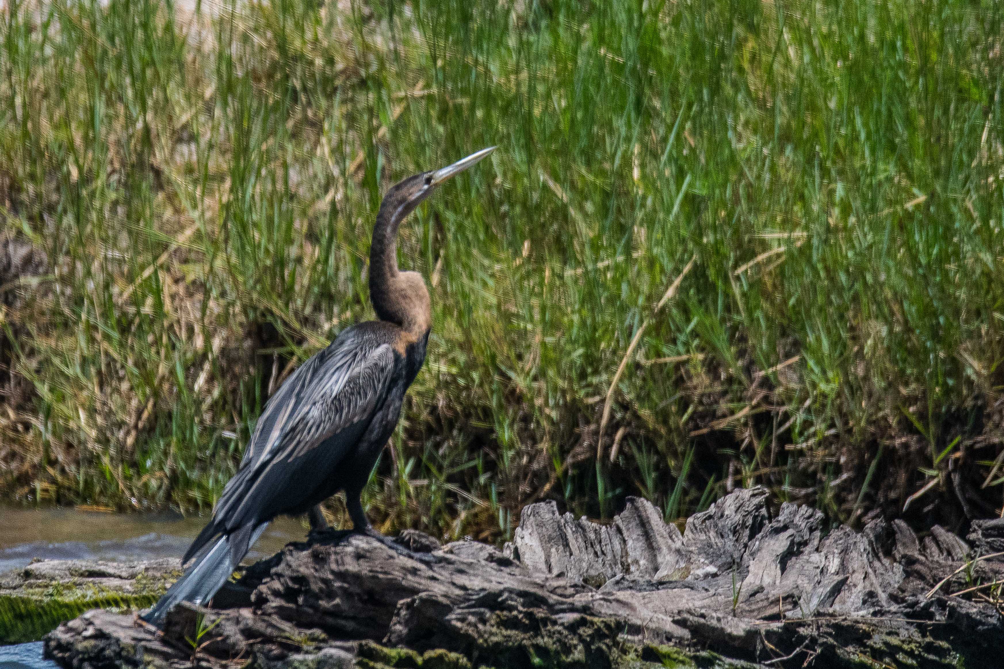 Anhinga d'Afrique (African darter, Anhinga rufa), femelle adulte, Chobe National Park, Botswana.